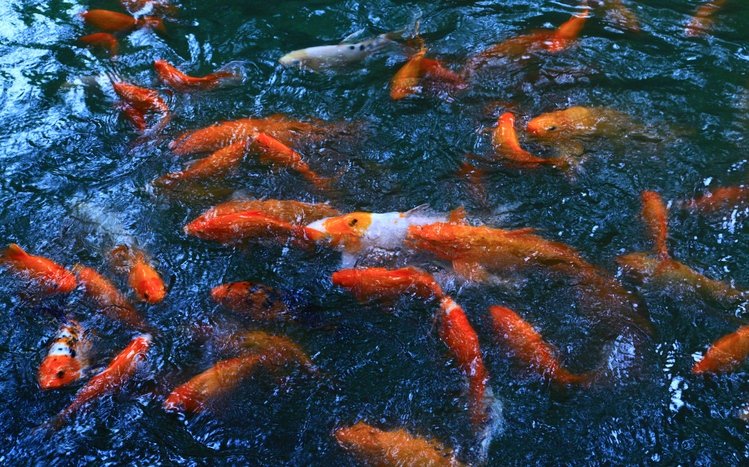 Koi Theme screenshot #1