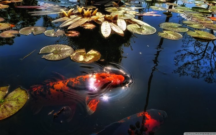 Koi Theme screenshot #5