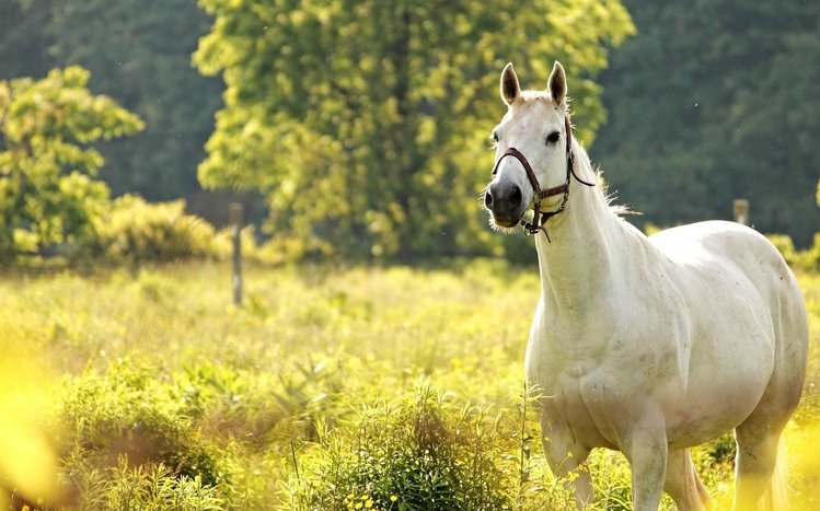 Horses Theme screenshot #15