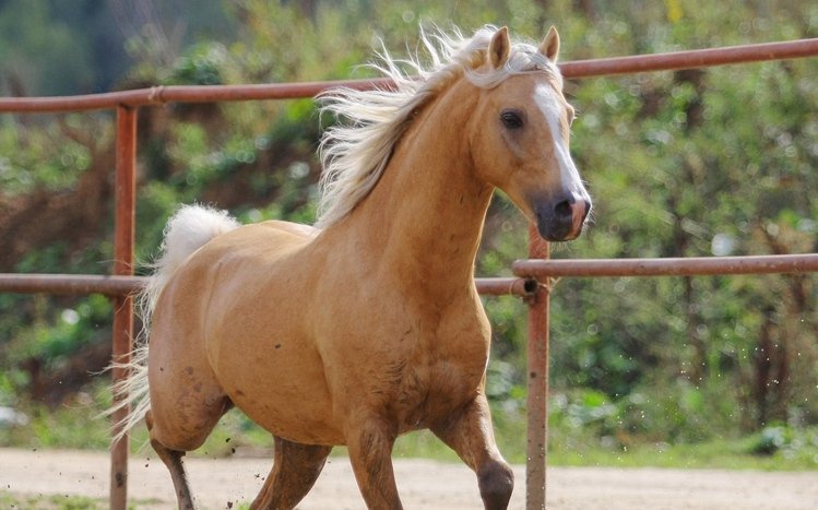 Horses Theme screenshot #4