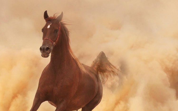 Horses Theme screenshot #9