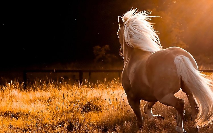 Horses Theme screenshot #5