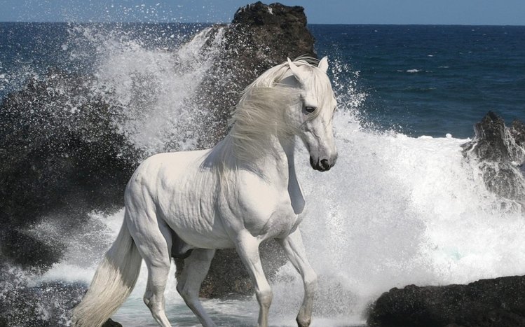 Horses Theme screenshot #8