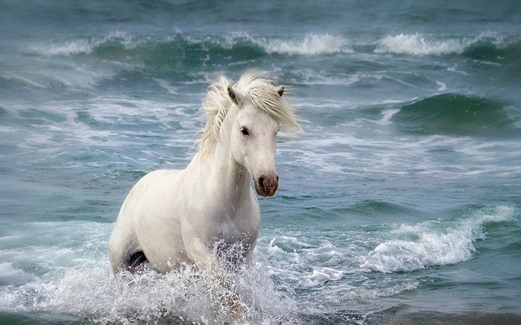 Horses Theme screenshot #12