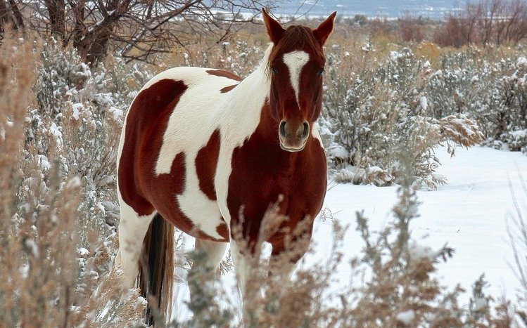 Horses Theme screenshot #13
