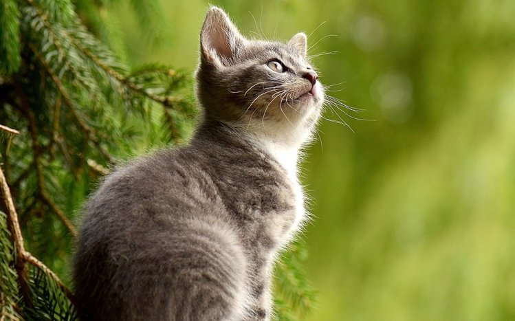 Kittens Theme screenshot #8