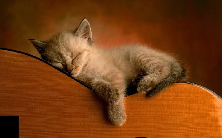 Kittens Theme screenshot #1