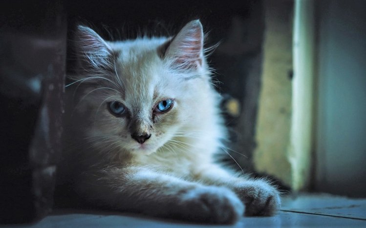 Kittens Theme screenshot #12