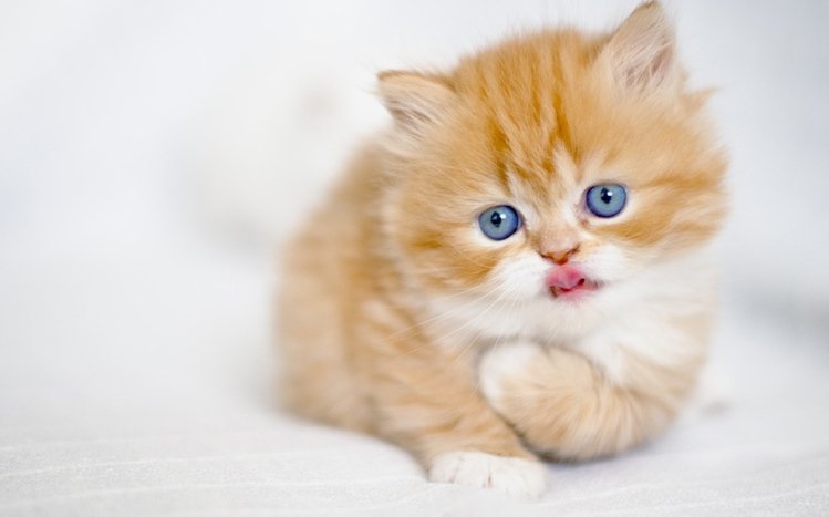 Kittens Theme screenshot #6