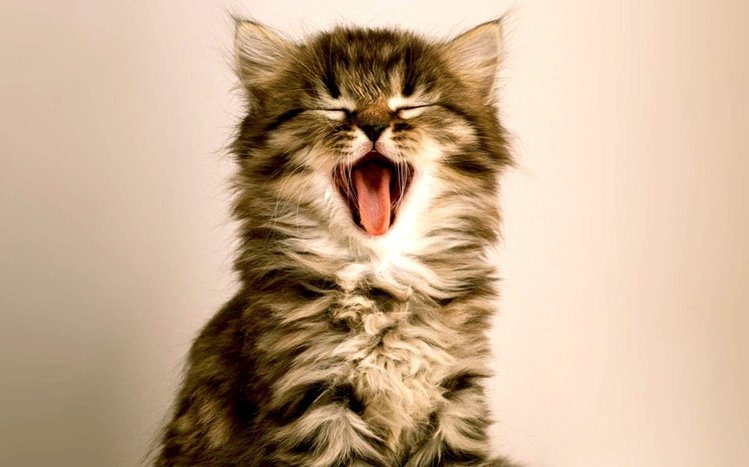 Kittens Theme screenshot #15