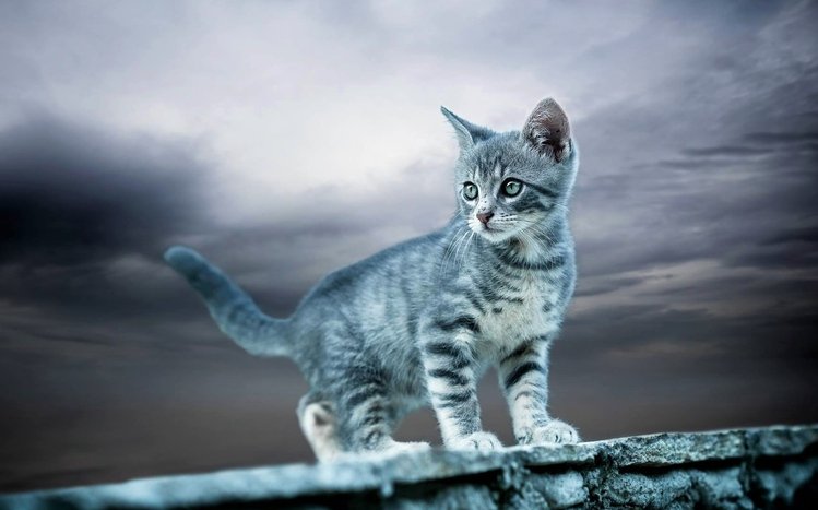 Kittens Theme screenshot #14