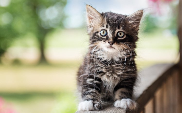 Kittens Theme screenshot #10