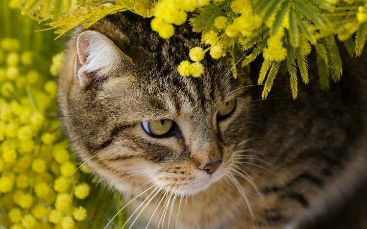 Cats Theme screenshot #13