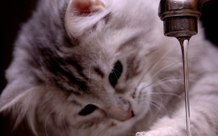 Cats Theme screenshot #6