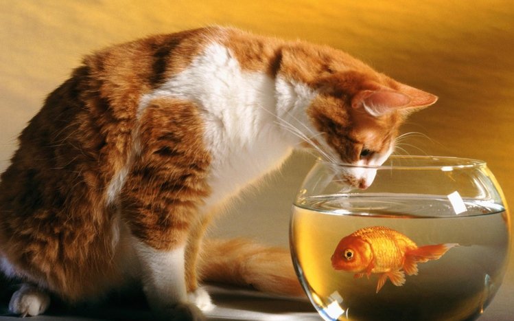 Cats Theme screenshot #1