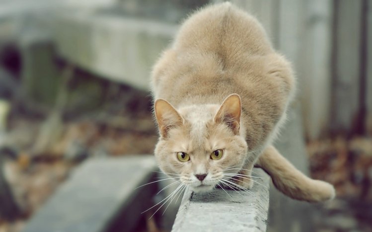 Cats Theme screenshot #9