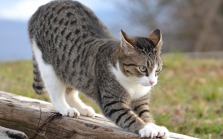 Cats Theme screenshot #10