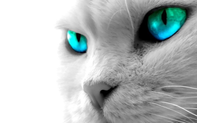 Cats Theme screenshot #2