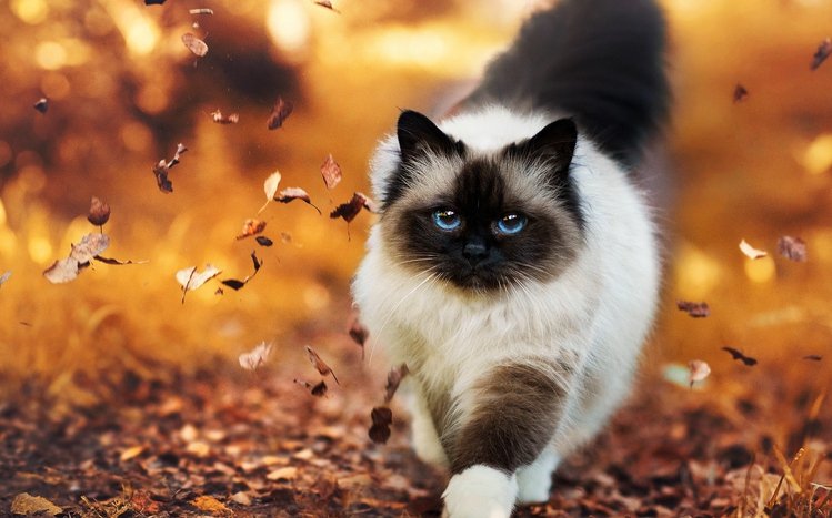 Cats Theme screenshot #12