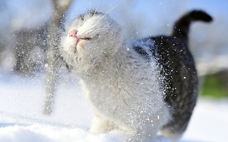 Cats Theme screenshot #4