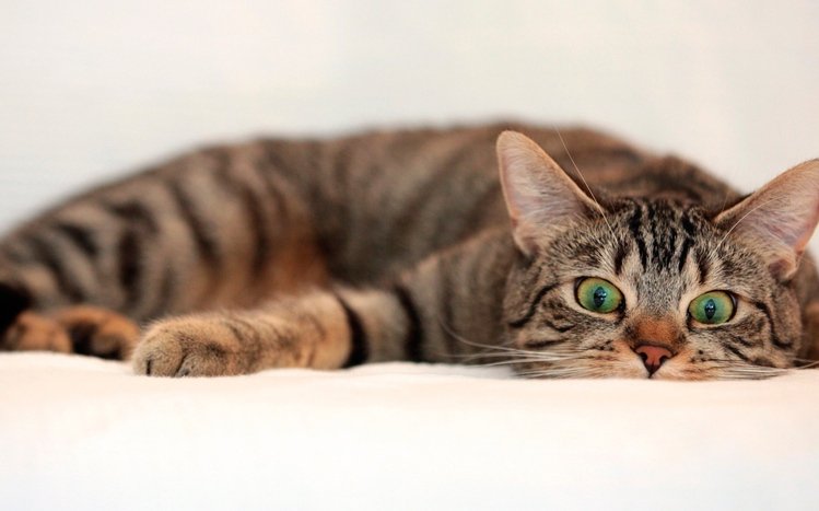 Cats Theme screenshot #11