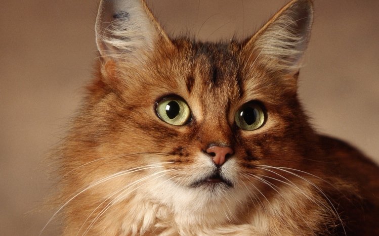 Cats Theme screenshot #15