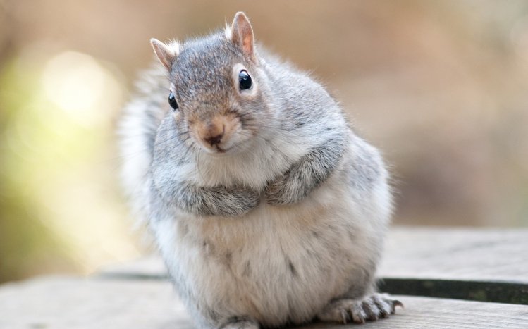 Squirrel Theme screenshot #8