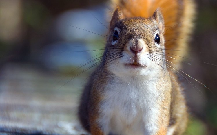 Squirrel Theme screenshot #5