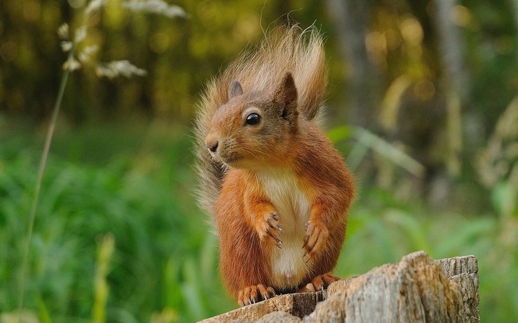 Squirrel Theme screenshot #9