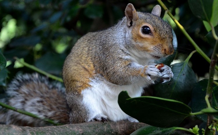 Squirrel Theme screenshot #7