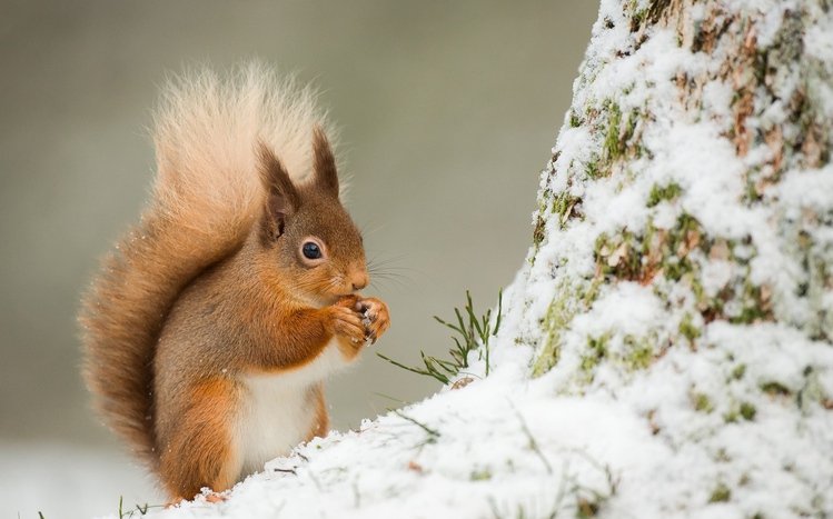 Squirrel Theme screenshot #14