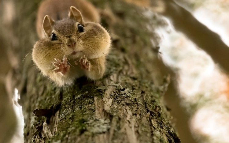 Squirrel Theme screenshot #13