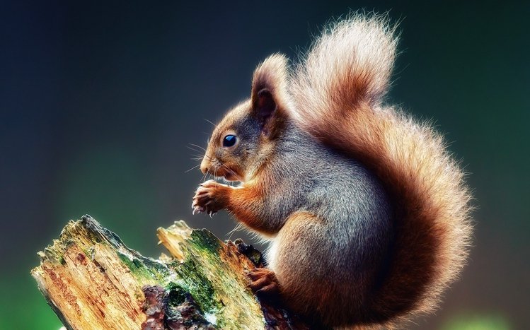 Bing image: Squirrel Appreciation Day - Bing Wallpaper Gallery