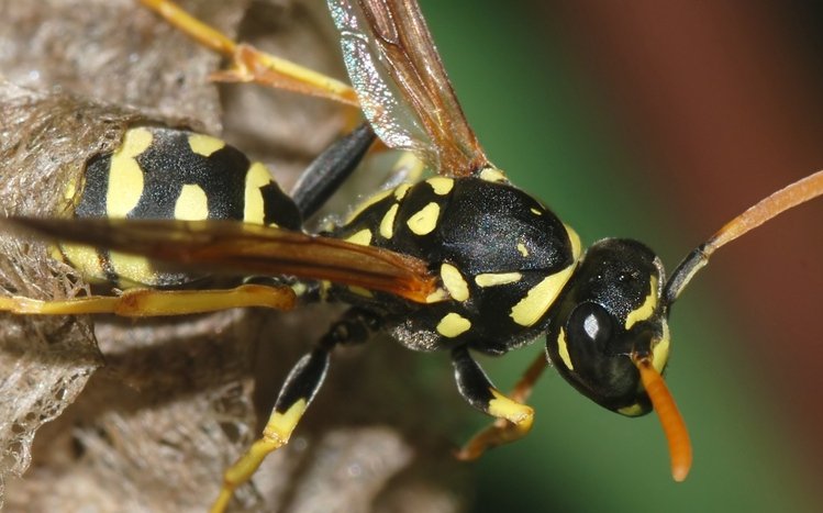 Wasp Theme screenshot #14