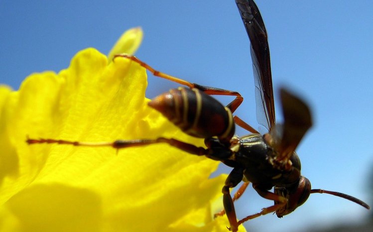 Wasp Theme screenshot #1