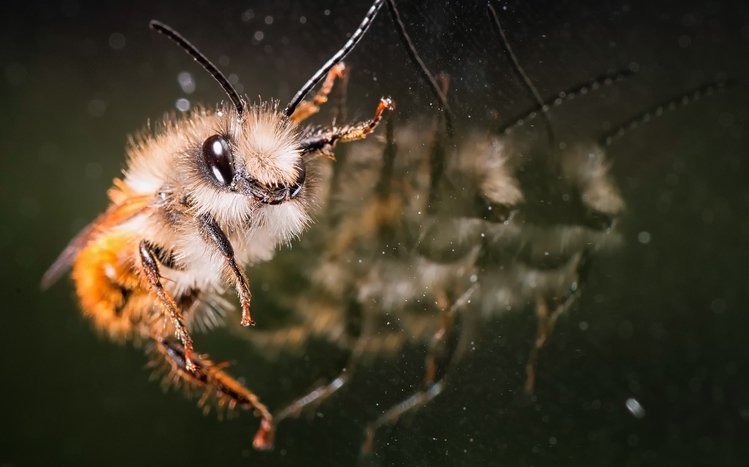 Wasp Theme screenshot #10