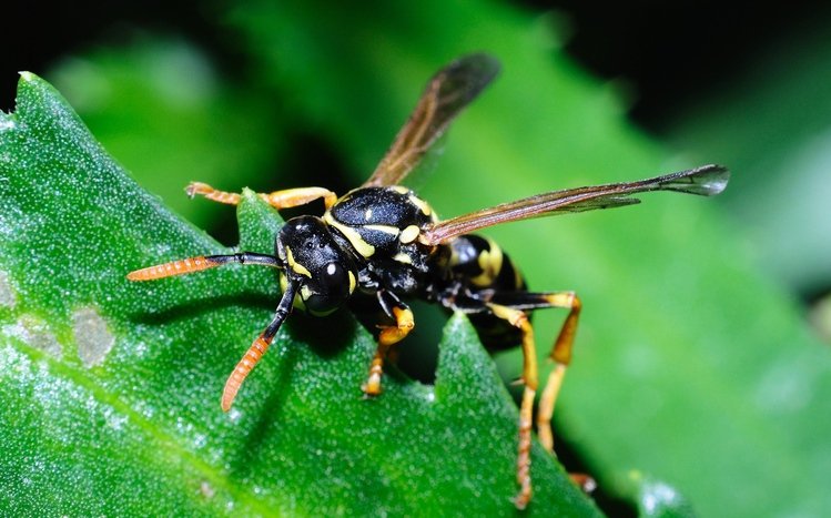 Wasp Theme screenshot #6