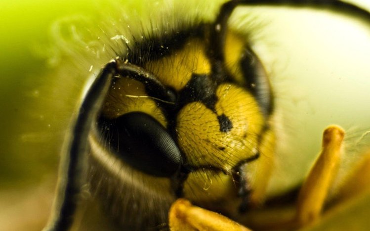 Wasp Theme screenshot #4