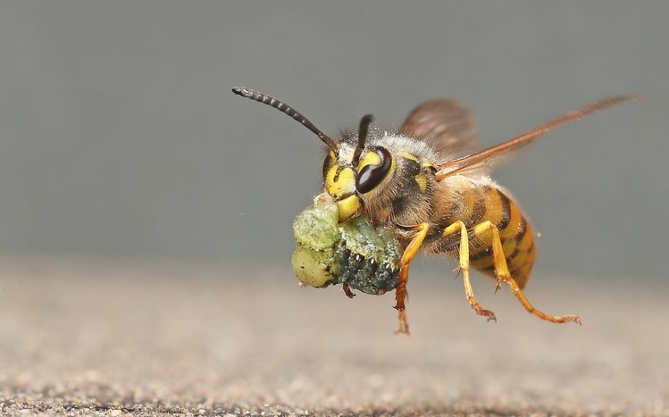 Wasp Theme screenshot #15