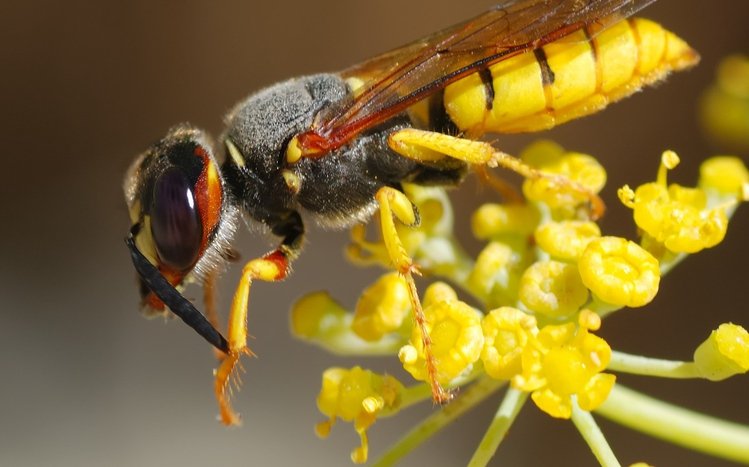 Wasp Theme screenshot #12