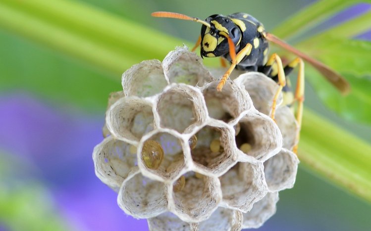 Wasp Theme screenshot #13