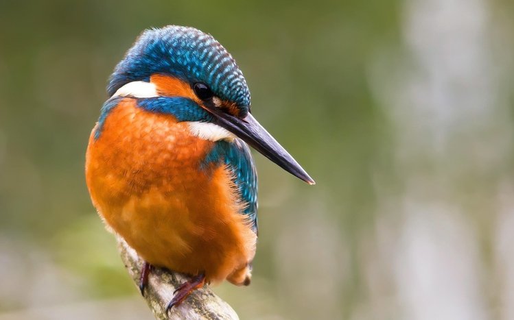 Kingfisher Theme screenshot #5