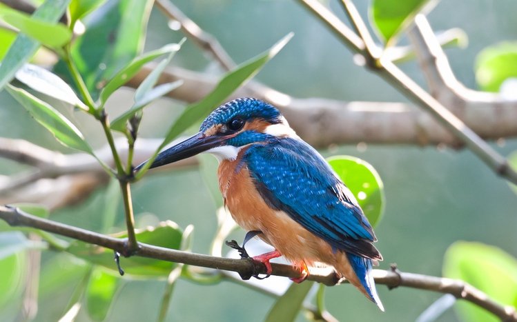 Kingfisher Theme screenshot #2