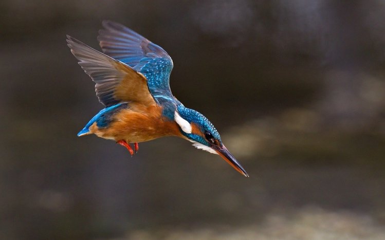 Kingfisher Theme screenshot #11