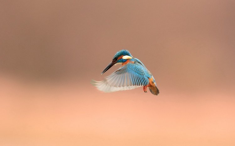 Kingfisher Theme screenshot #10