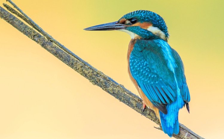 Kingfisher Theme screenshot #12