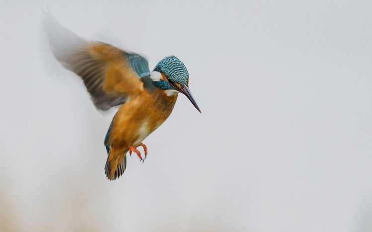 Kingfisher Theme screenshot #9