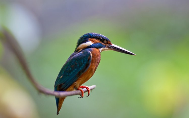 Kingfisher Theme screenshot #1