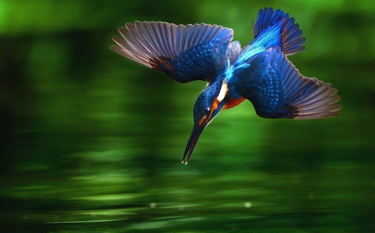 Kingfisher Theme screenshot #7