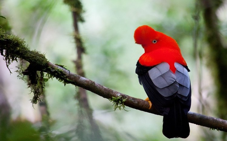 Parrot Theme screenshot #7